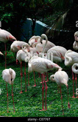 Greater Flamingo Flamingoes Phoenicopterus roseus Kl kuala lumpur bird park malaysia aviary Stock Photo