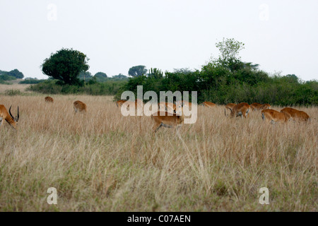 A herd of Uganda Kob in Queen Elizabeth National Park, western Uganda Stock Photo