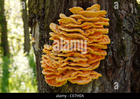 Tree fungus sulphur polypore, sulphur shelf or chicken mushroom (Laetiporus sulphureus), Germany, Europe Stock Photo