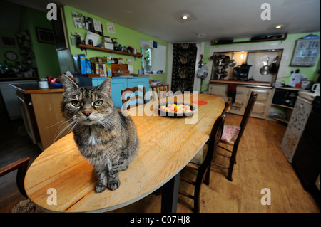 A tabby cat on a kitchen table UK Stock Photo