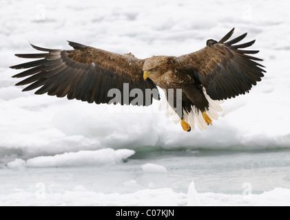 White-tailed Eagle in flight just before landing on the floating ice at the Sea of Okhotsk, Hokkaido Prefecture, Japan Stock Photo