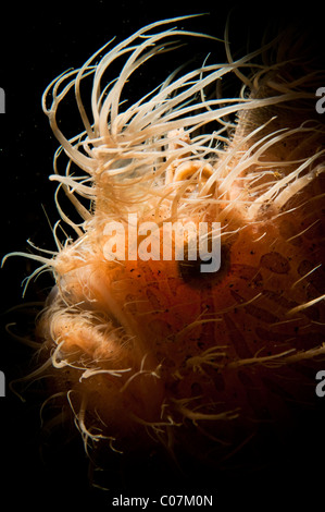Hairy frogfish backlit, Lembeh, Indonesia Stock Photo