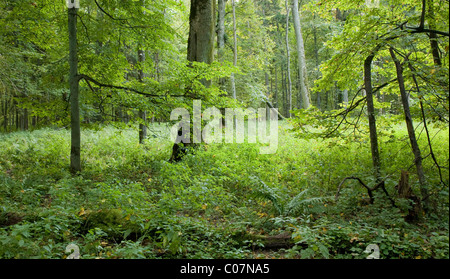 Old natural forest at Bialowieza National Park, strictly protected area,end of summer Stock Photo