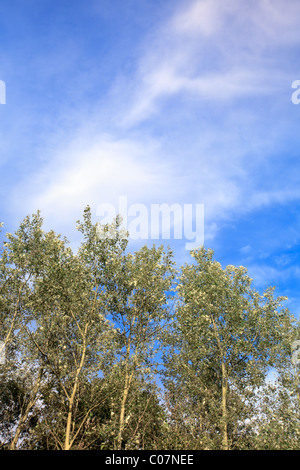 Row of birch trees with blue cloudy sky Stock Photo - Alamy