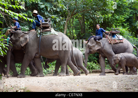 Elephant Camp Mae Taeng Thailand, riding an elephant in the forest. Stock Photo