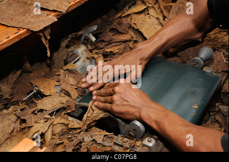 Man rolling a cigar, cigar factory in Punta Cana, Dominican Republic, Caribbean Stock Photo