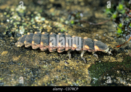 Large Common Glow-worm (Lampyris noctiluca) larva Stock Photo