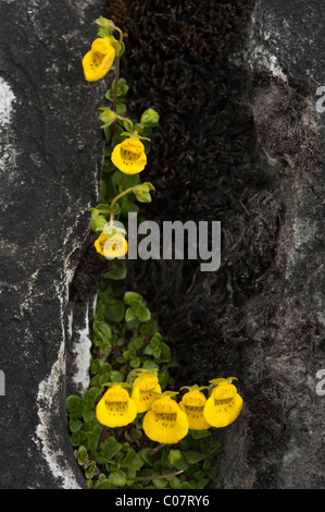 Slipper flower (Calceolaria tenella) grows and flowers in rock crevice Torres del Paine National Park, Patagonia, Chile, South A Stock Photo