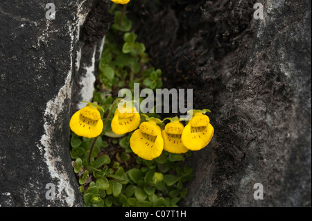 Slipper flower (Calceolaria tenella) grows and flowers in rock crevice Torres del Paine National Park Patagonia Chile Stock Photo