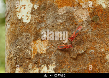 Red Milkweed beetles on a tree bark Stock Photo