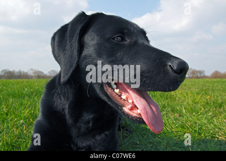 Black Labrador Retriever, young male dog, portrait Stock Photo
