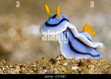Loch's Chromodoris (sea slug), Lembeh, Indonesia Stock Photo