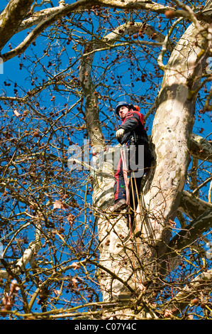 Tree surgeon checking tall Plane tree - Indre-et-Loire, France. Stock Photo