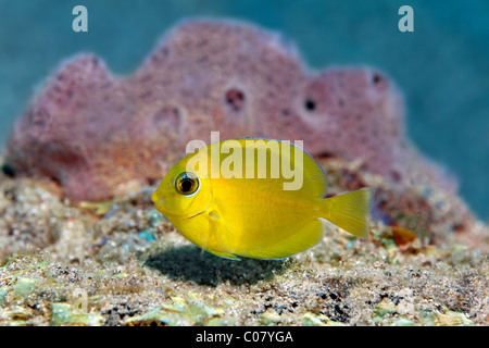 Blue Tang (Acanthurus coeruleus), yellow juvenile form, swimming in front of sponge, Saint Lucia, St. Lucia Island Stock Photo