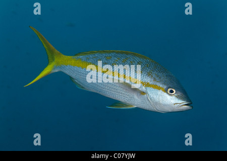 Yellowtail Snapper, (Ocyurus chrysurus), swimming in blue water, Saint Lucia, St. Lucia Island, Windward Islands Stock Photo