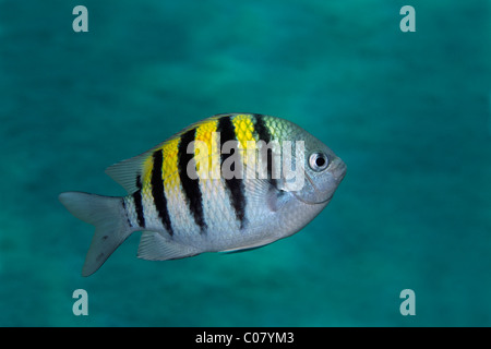 Sergeant Major or Píntano (Abudefduf saxatilis), swimming in blue water, Saint Lucia, St. Lucia Island, Windward Islands Stock Photo