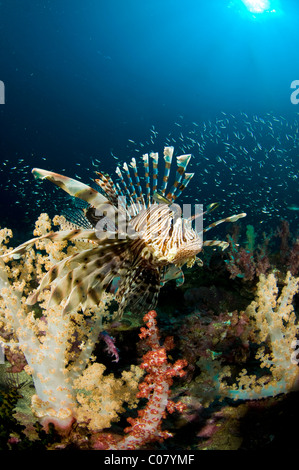 Reef scenic with Lion fish and soft corals, Similan islands, Thailand Stock Photo