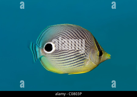 Four-eyed Butterflyfish (Chaetodon capistratus), Saint Lucia, St. Lucia Island, Windward Islands, Lesser Antilles, Caribbean Stock Photo