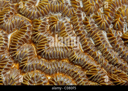 Polyps, stony coral, brain coral, Saint Lucia, St. Lucia Island, Windward Islands, Lesser Antilles, Caribbean, Caribbean Sea Stock Photo