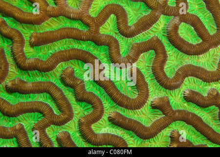 Polyps, stony coral, brain coral, Saint Lucia, St. Lucia Island, Windward Islands, Lesser Antilles, Caribbean, Caribbean Sea Stock Photo