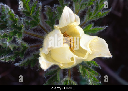 Yellow Alpine Pasqueflowers or Alpine Anemone (Pulsatilla alpina subsp. Apiifolia), Radurschel, North Tyrol, Austria, Europe Stock Photo