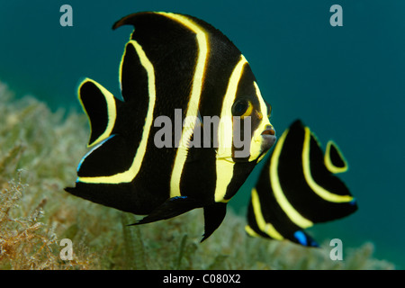 French Angelfish, (Pomacanthus paru), juvenile form, swimming above seaweed, Saint Lucia, St. Lucia Island, Windward Islands Stock Photo
