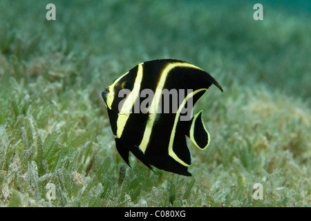 French Angelfish (Pomacanthus paru), juvenile form, swimming above seaweed, Saint Lucia, St. Lucia Island, Windward Islands Stock Photo