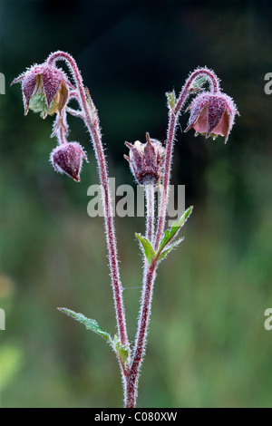 Water Avens (Geum rivale), Karwendel Mountains, North Tyrol, Austria, Europe Stock Photo