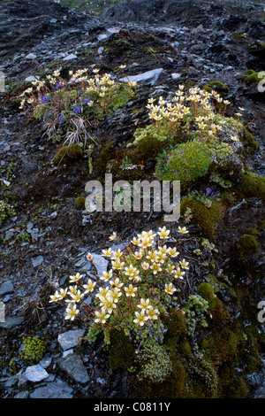 Mossy Saxifrage (Saxifraga bryoides), Hohe Tauern National Park, East Tyrol, Austria, Europe Stock Photo
