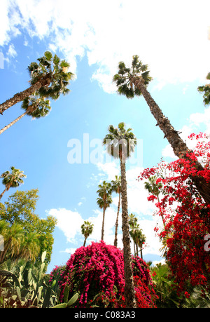 Botanic gardens 'Jardin Majorelle' in the new town of Marrakech with palm trees and pink Bougainvillea, garden is maintained by Stock Photo