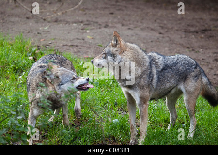 Submissive gray wolf (Canis lupus) rolling on its back among grey wolf ...