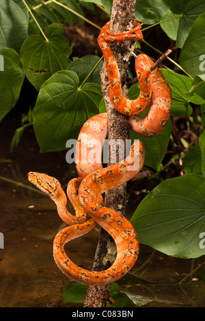 Amazon Tree Boa, captive Stock Photo