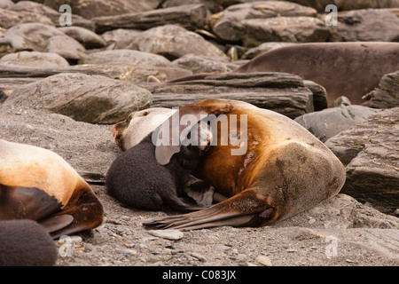 Antarctic Fur Seal mother and five day old  baby on beach, Godthul Beach, South Georgia Stock Photo