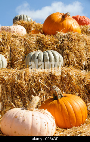 Pumpkin Display Stock Photo
