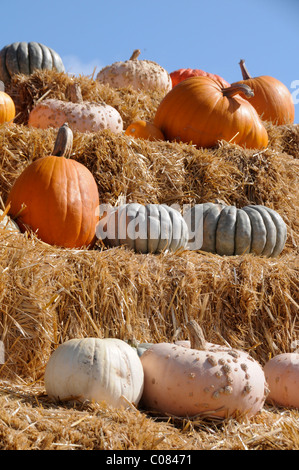 Pumpkin Display Stock Photo