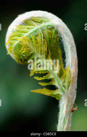 Royal fern (Osmunda regalis), sprouting Stock Photo