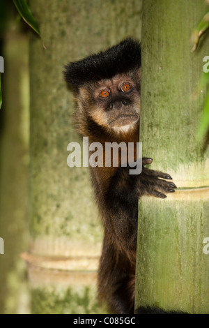 Brown Capuchin Monkey climbing a tree, Pantanal National Park, Brazil Stock Photo
