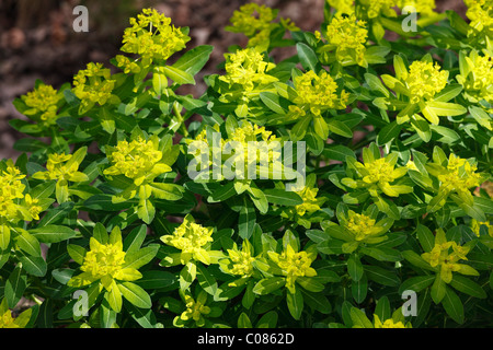 Flowering Irish Spurge (Euphorbia hyberna), Ireland, British Isles, Europe Stock Photo