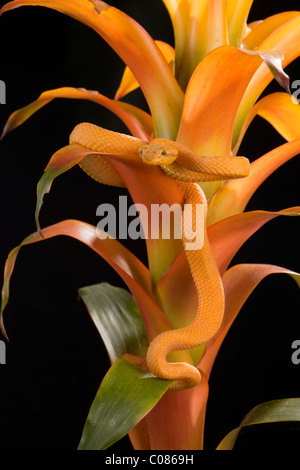 Eyelash Viper in captivity Stock Photo