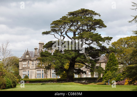 Muckross House and Gardens, pine, Killarney National Park, County Kerry, Ireland, British Isles, Europe Stock Photo