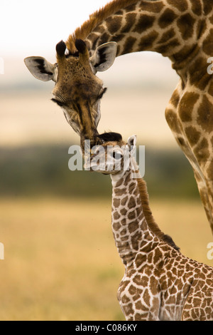 Giraffe mother grooming baby, Masai Mara, Kenya, Africa Stock Photo