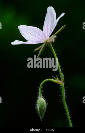 Cranesbill (Geranium asphodeloides) Stock Photo