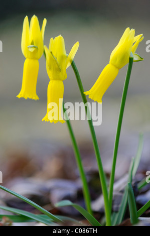 Cyclamen-flowered Daffodil (Narcissus cyclamineus) Stock Photo