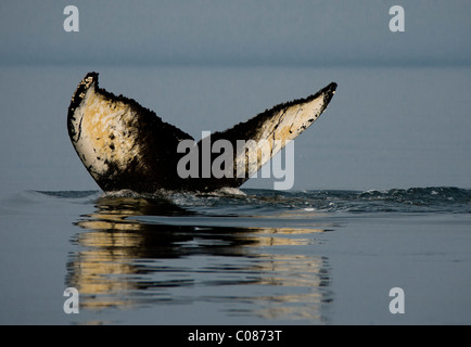 Humpback Whale showing tail fluke before sounding, Alaska, USA Stock Photo