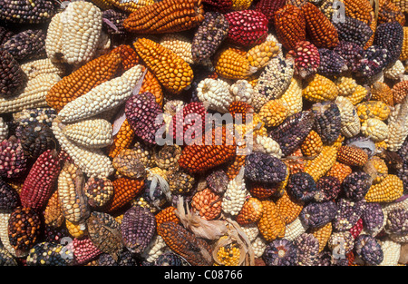 Colorful corn cobs, Colca Canon, Peru, South America Stock Photo