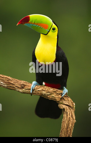Keel-billed toucan, in full breeding plumage, Laguana del Lagarto, Costa Rica Stock Photo
