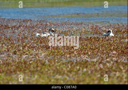 Silvery Grebe (Podiceps occipitalis) pair Torres del Paine National Park, Patagonia, Chile, South America Stock Photo