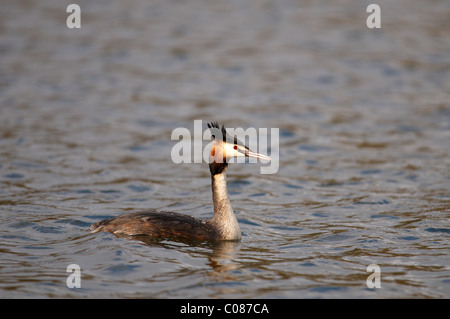 Great crested grebe (Podiceps Cristatus) swimming on a Lake Stock Photo