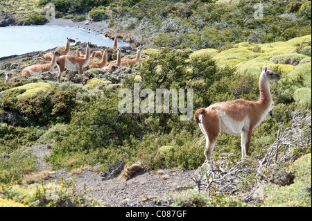 Guanaco (Lama guanicoe) family group Torres del Paine National Park Patagonia Chile South America Stock Photo