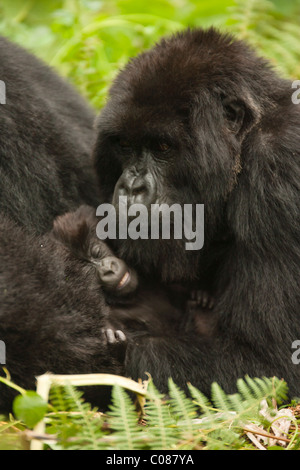 Mountain Gorilla family, Volcanoes National Park, Rwanda Stock Photo